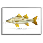 Common Snook - Side View