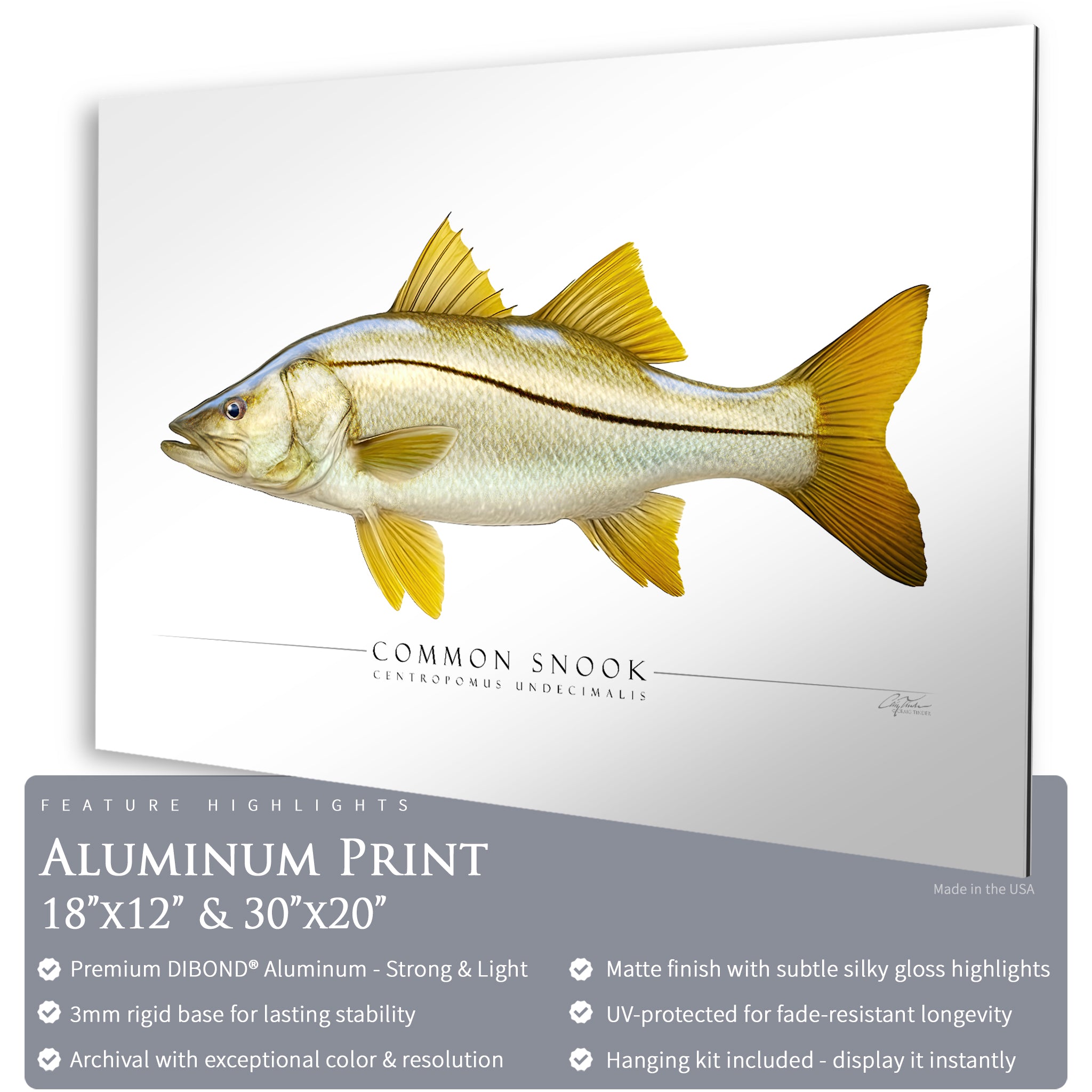 Common Snook - Side View