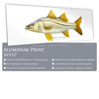 Common Snook - Side View