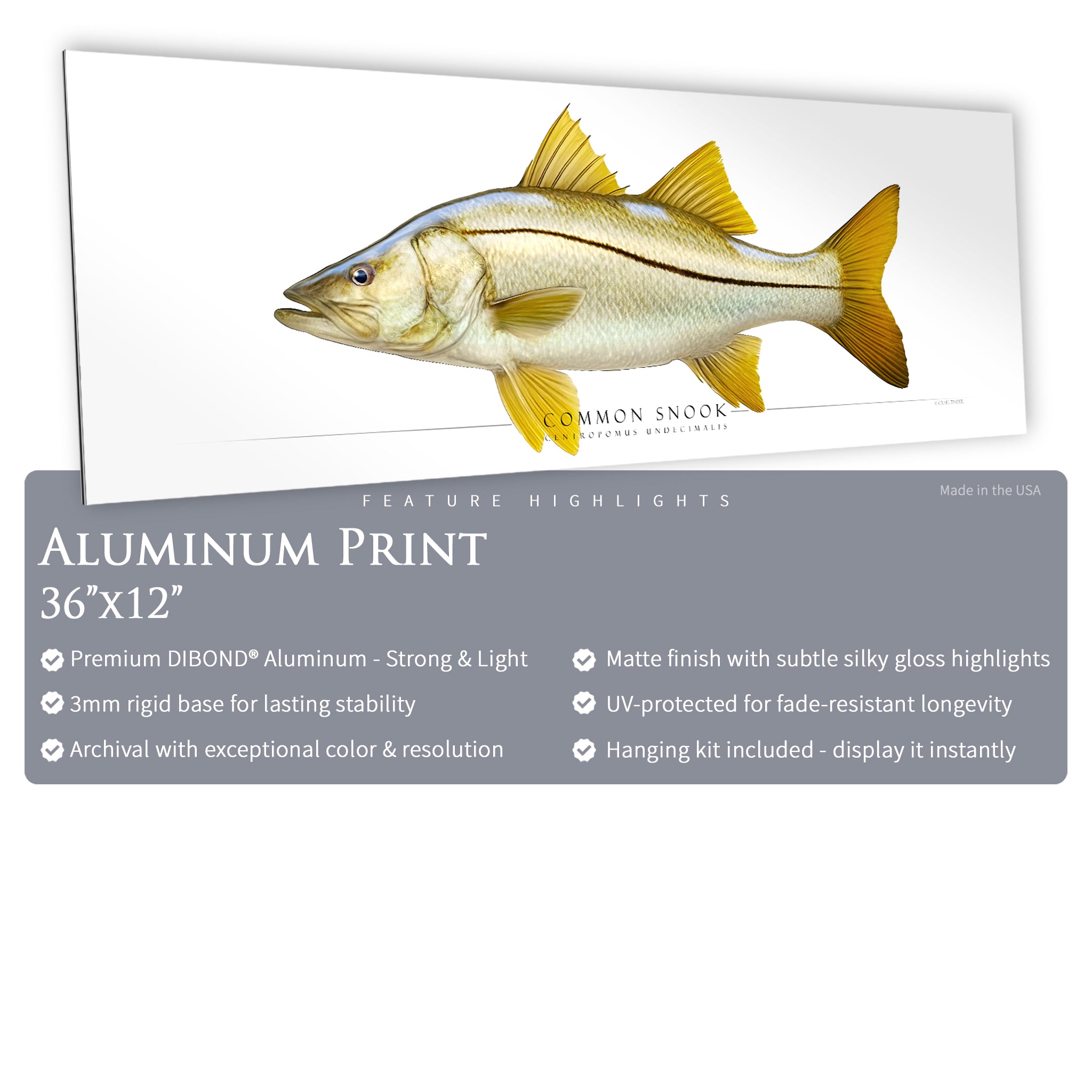 Common Snook - Side View