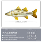 Common Snook - Side View