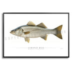 Striped Bass - Side View