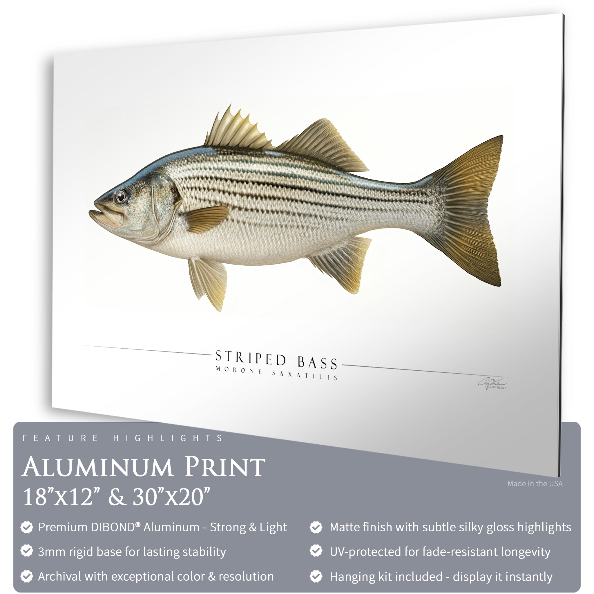 Striped Bass - Side View