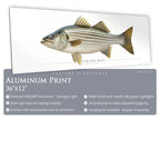 Striped Bass - Side View