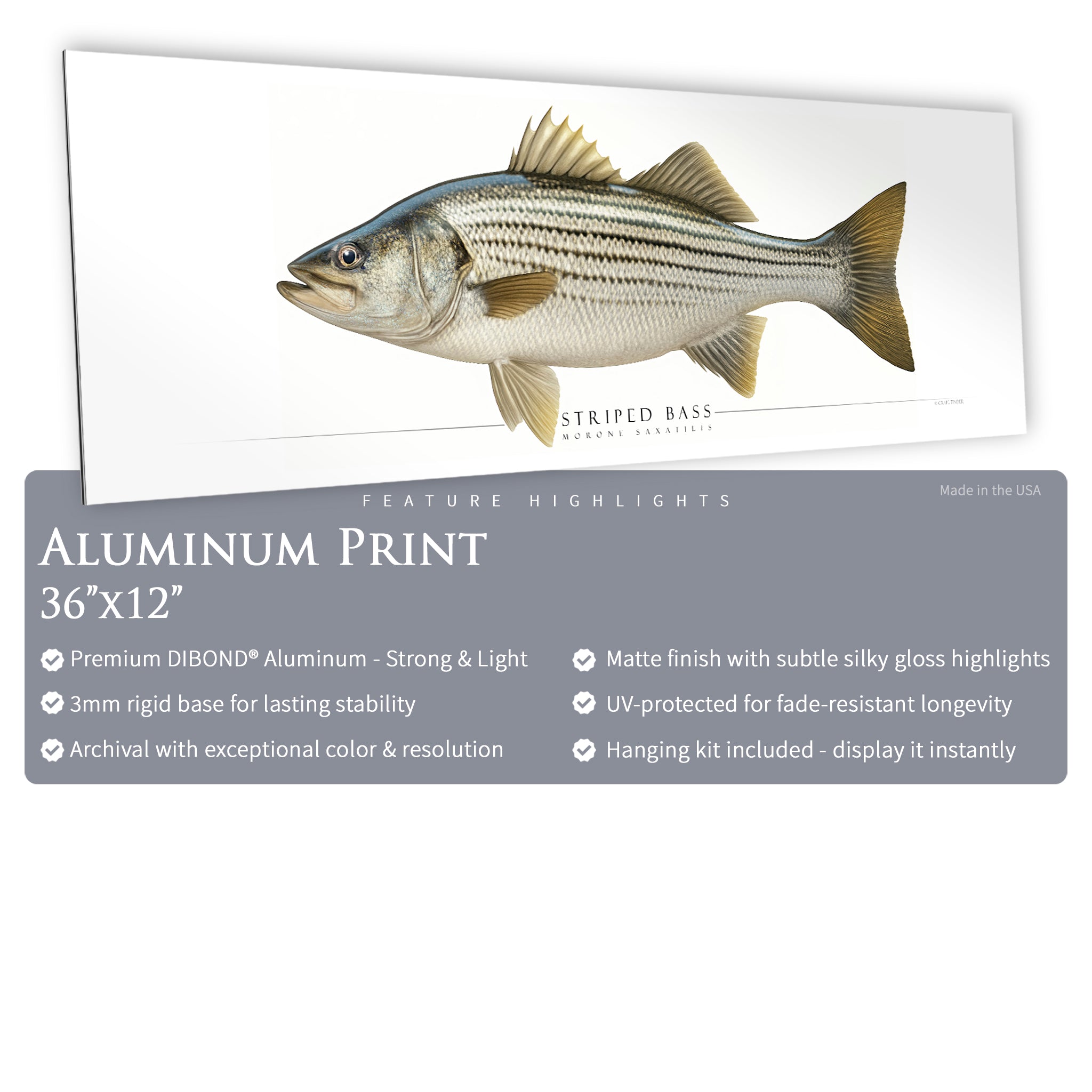 Striped Bass - Side View