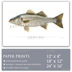 Striped Bass - Side View