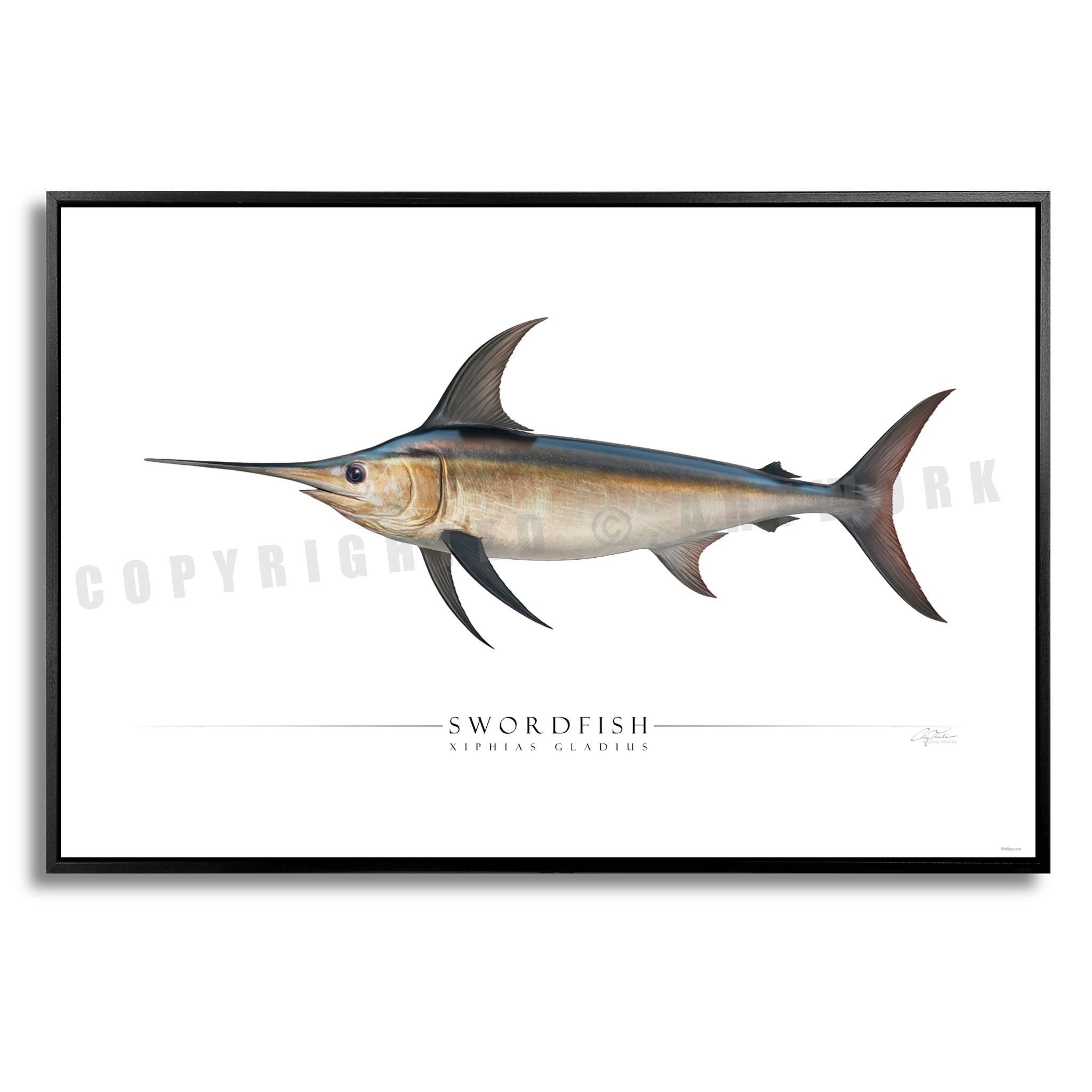 Swordfish - Side View