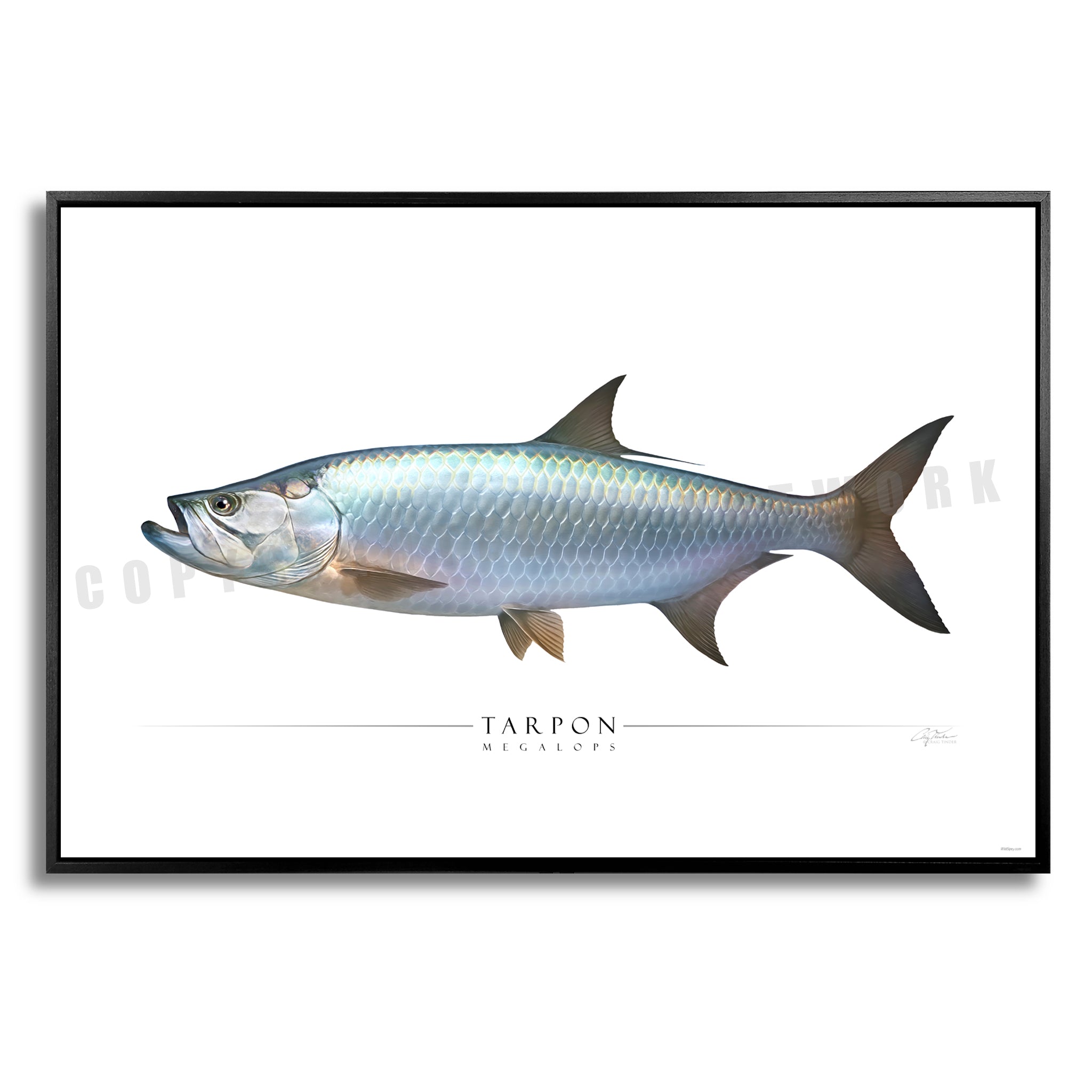 Tarpon - Side View
