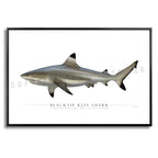 Blacktip Reef Shark - Side View