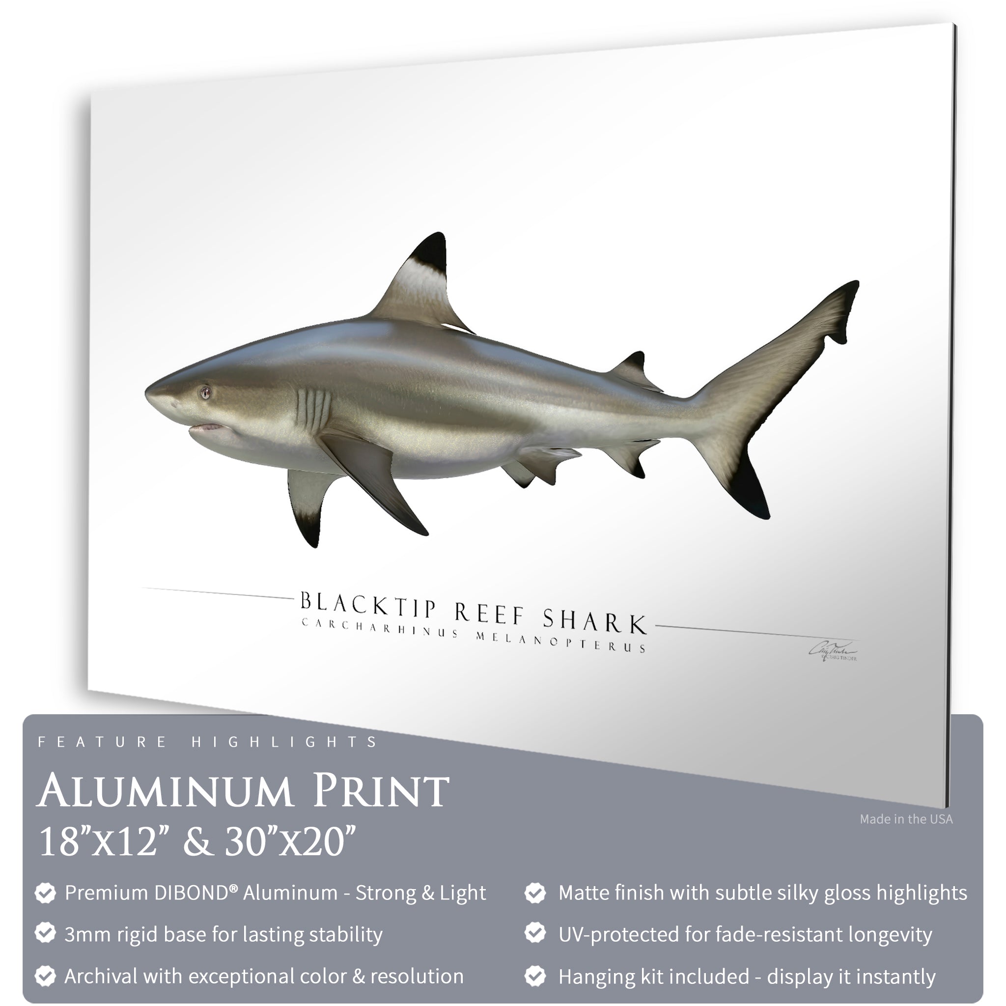 Blacktip Reef Shark - Side View