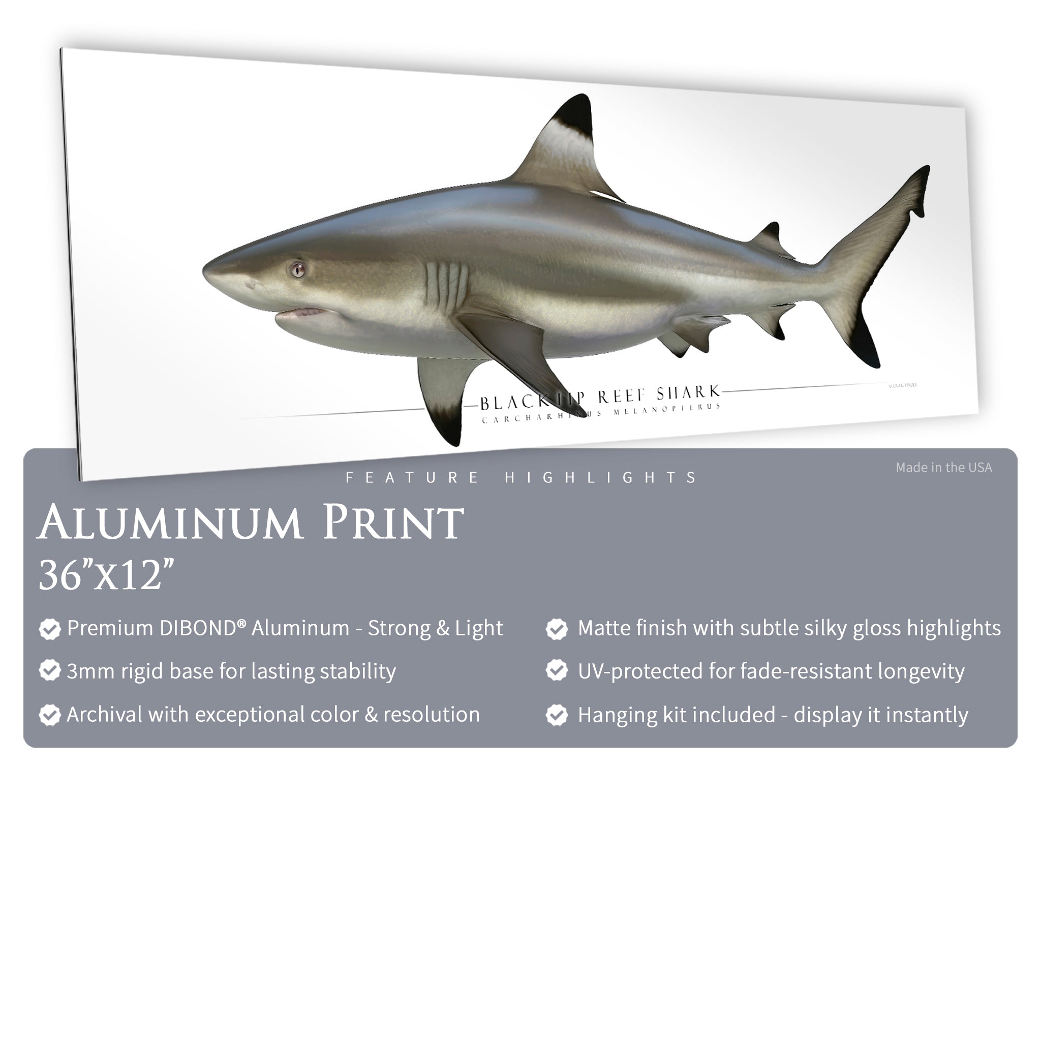 Blacktip Reef Shark - Side View