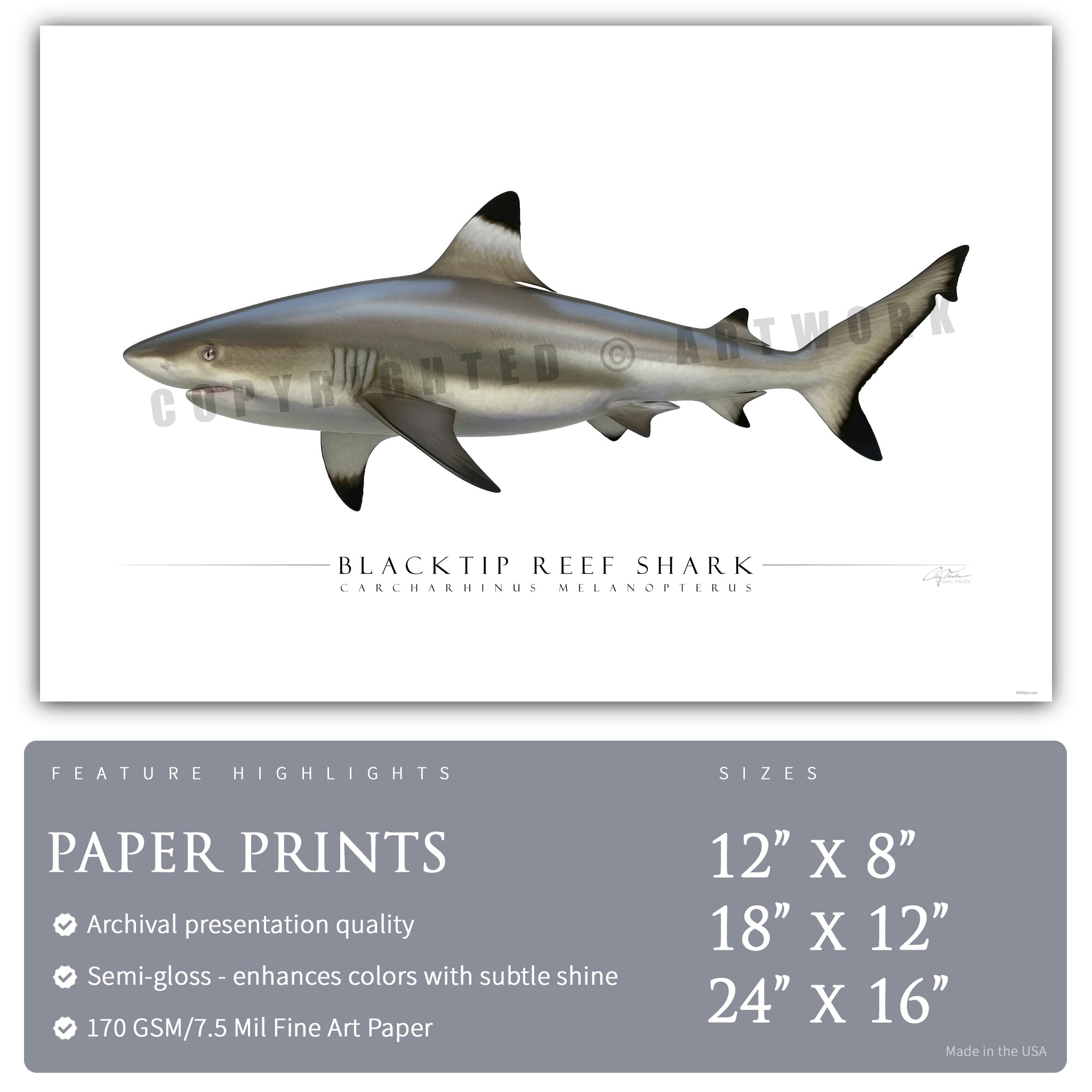 Blacktip Reef Shark - Side View