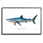 Blue Shark - Side View