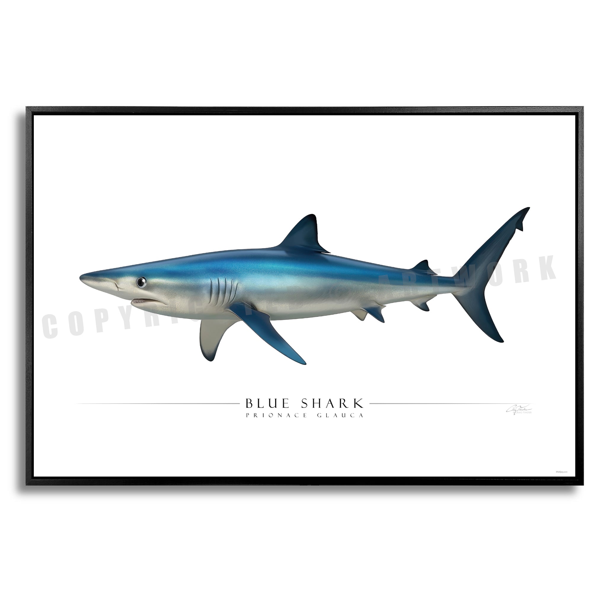 Blue Shark - Side View