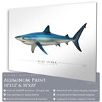 Blue Shark - Side View