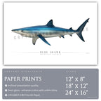 Blue Shark - Side View