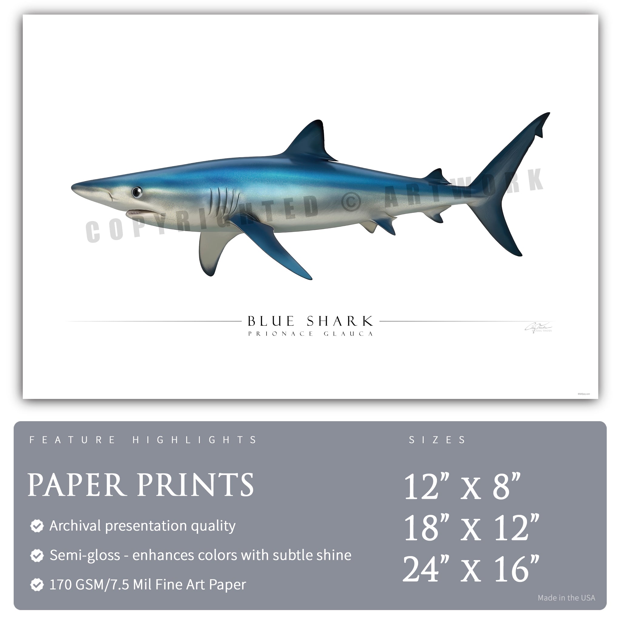 Blue Shark - Side View