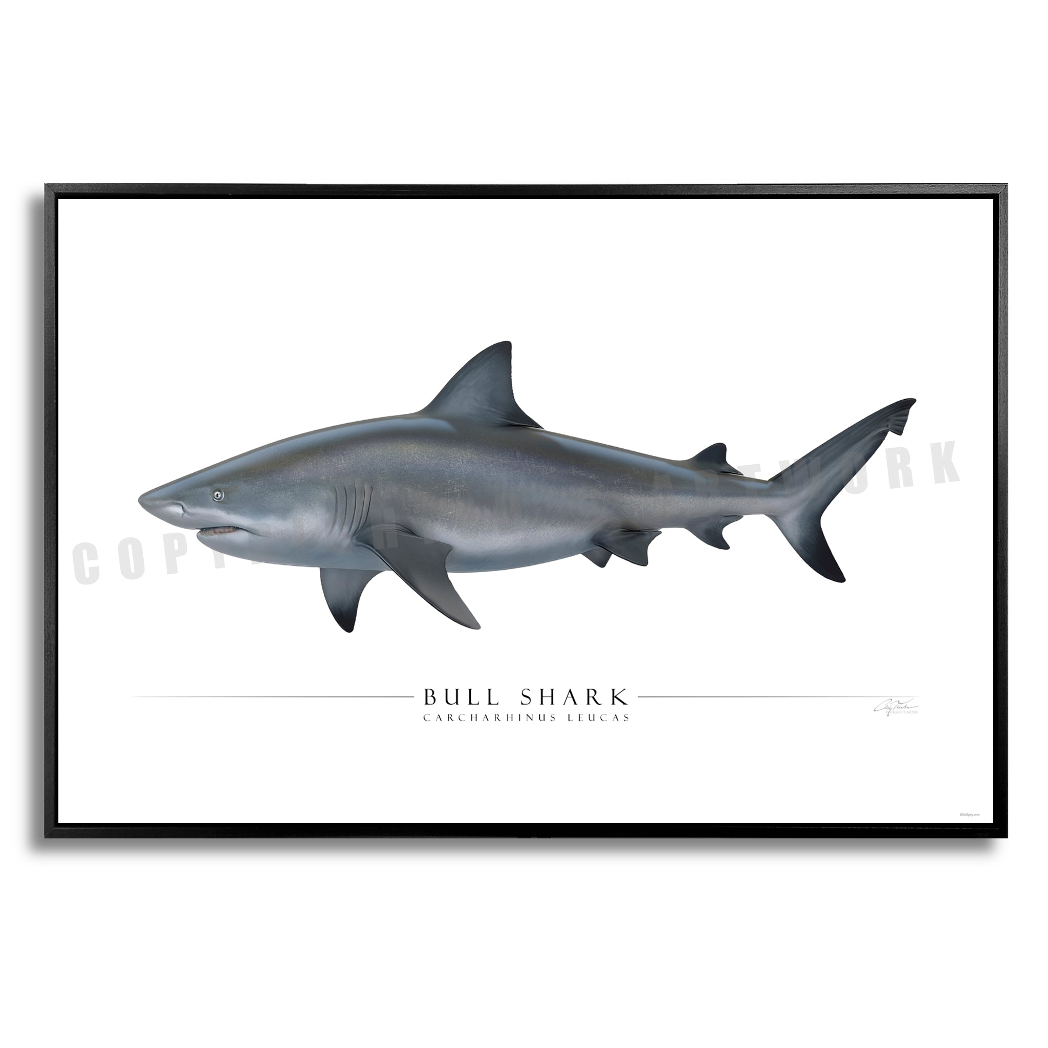 Bull Shark - Side View