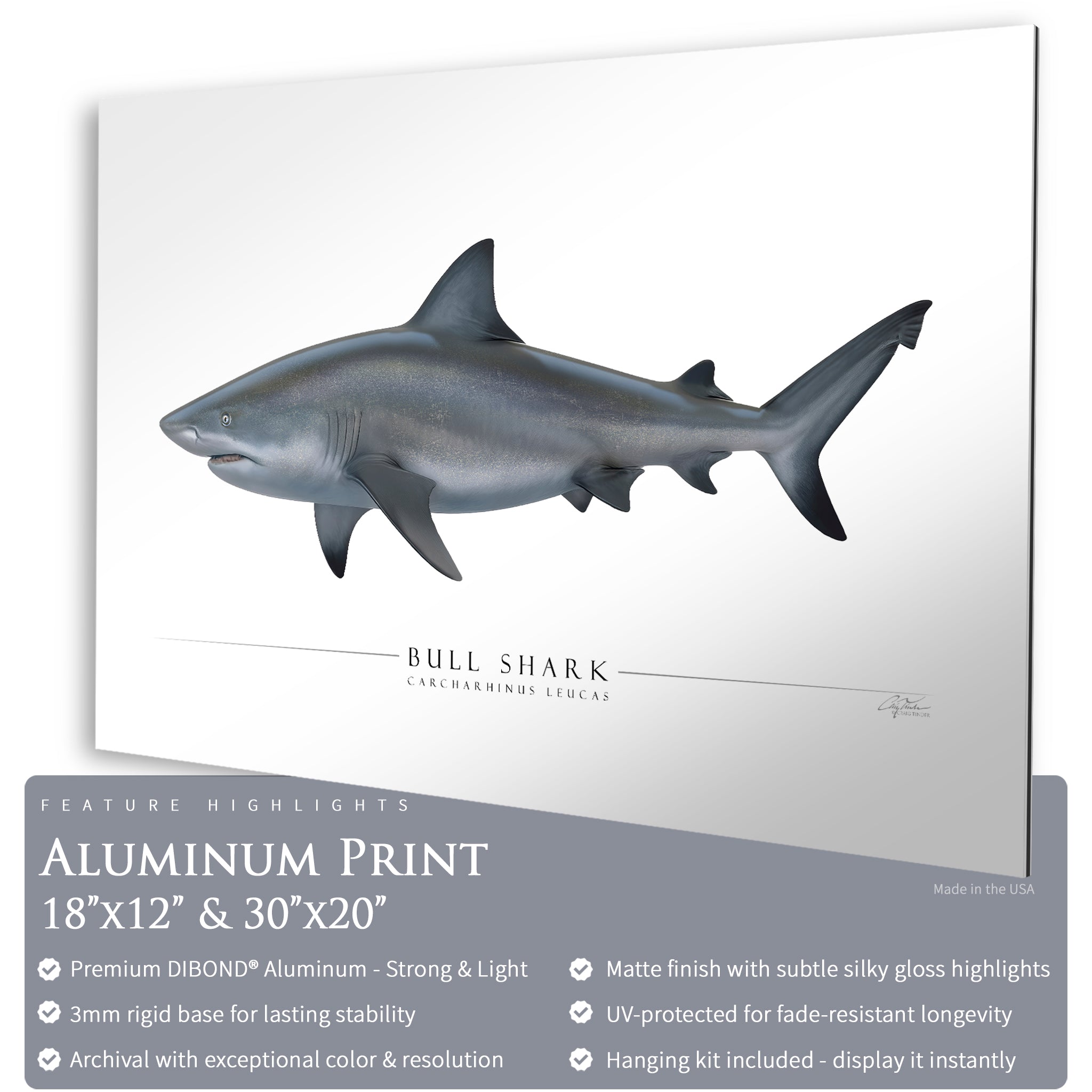 Bull Shark - Side View