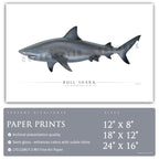 Bull Shark - Side View