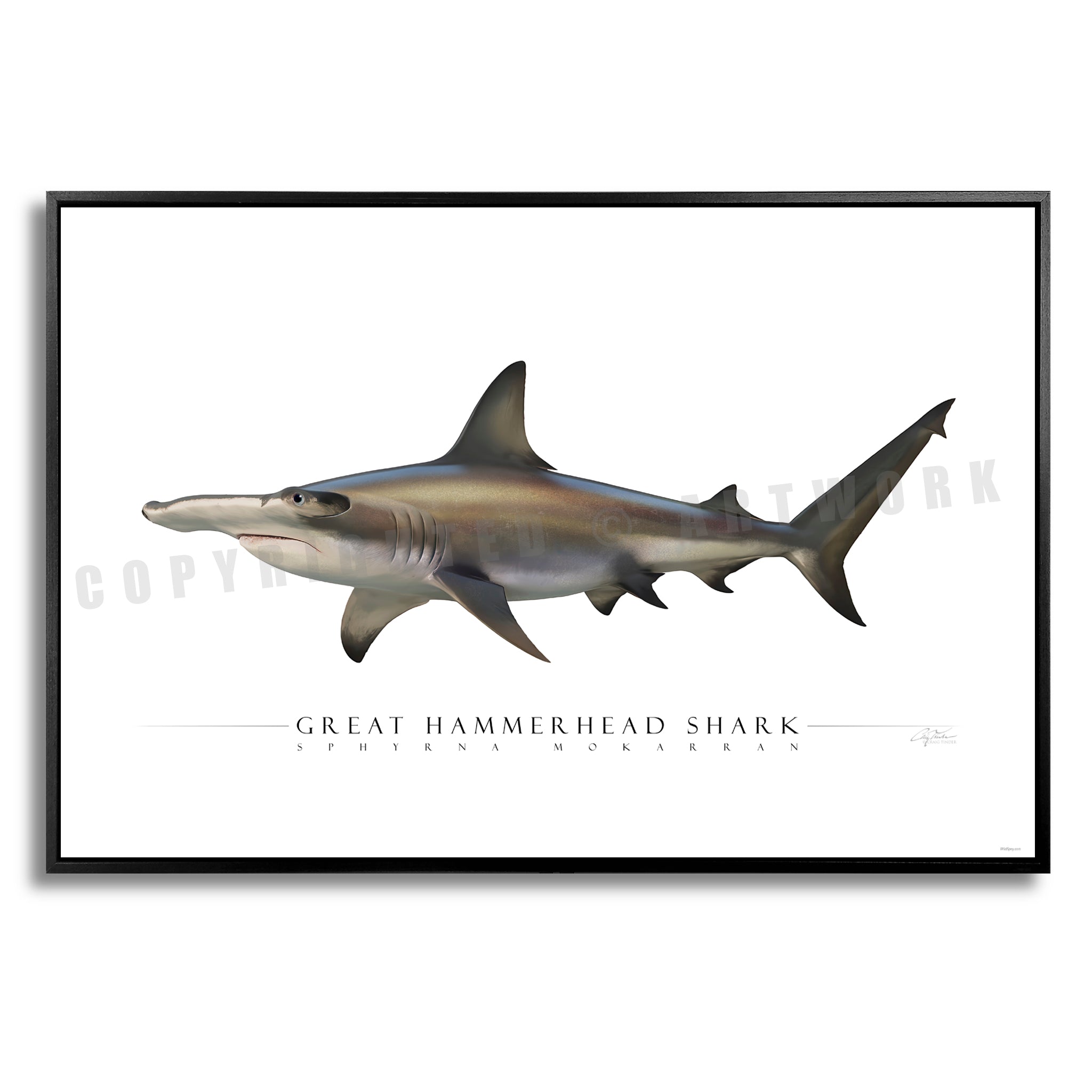 Great Hammerhead Shark - Side View