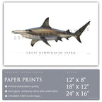 Great Hammerhead Shark - Side View