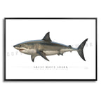 Great White Shark - Side View