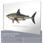 Great White Shark - Side View