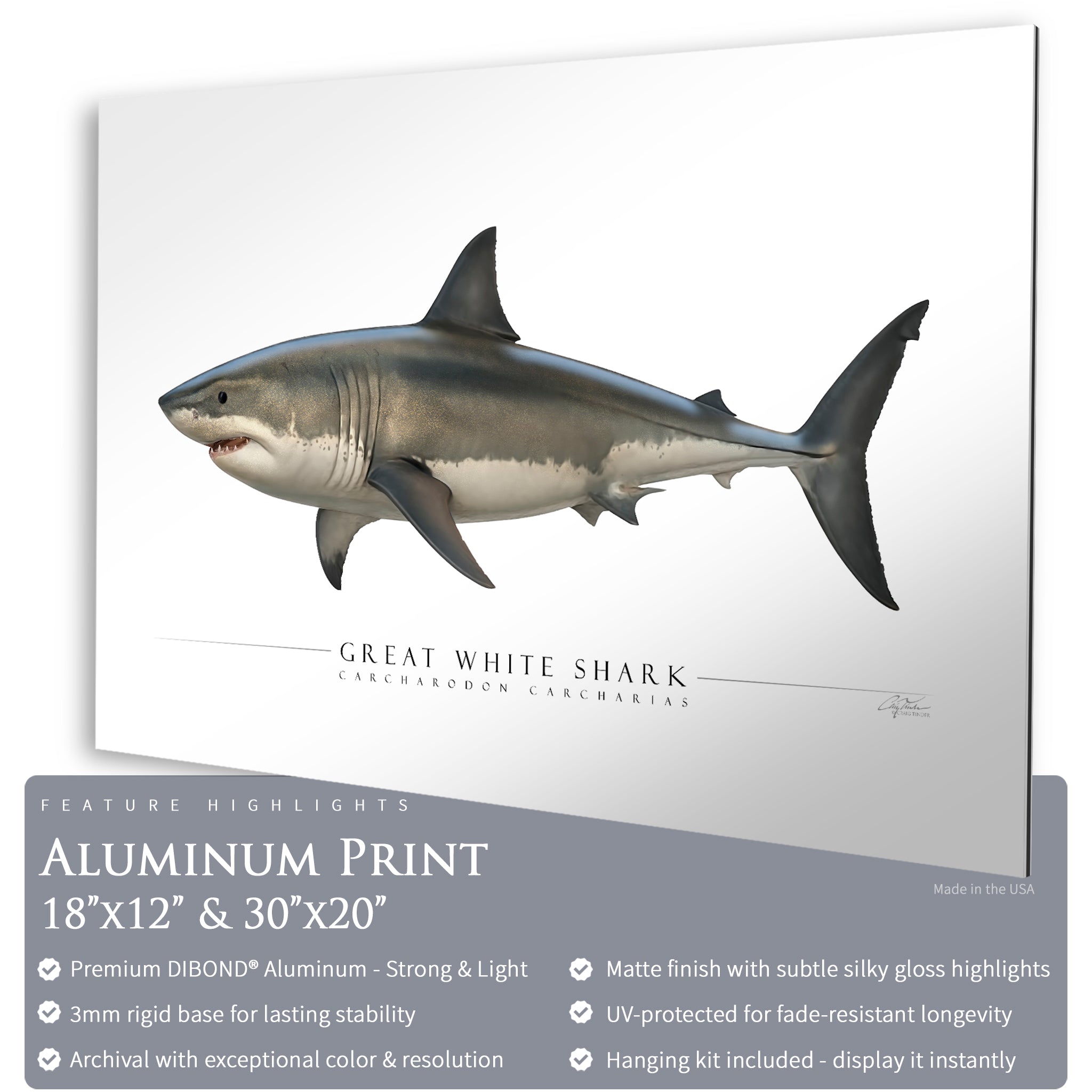 Great White Shark - Side View