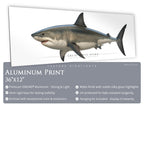 Great White Shark - Side View