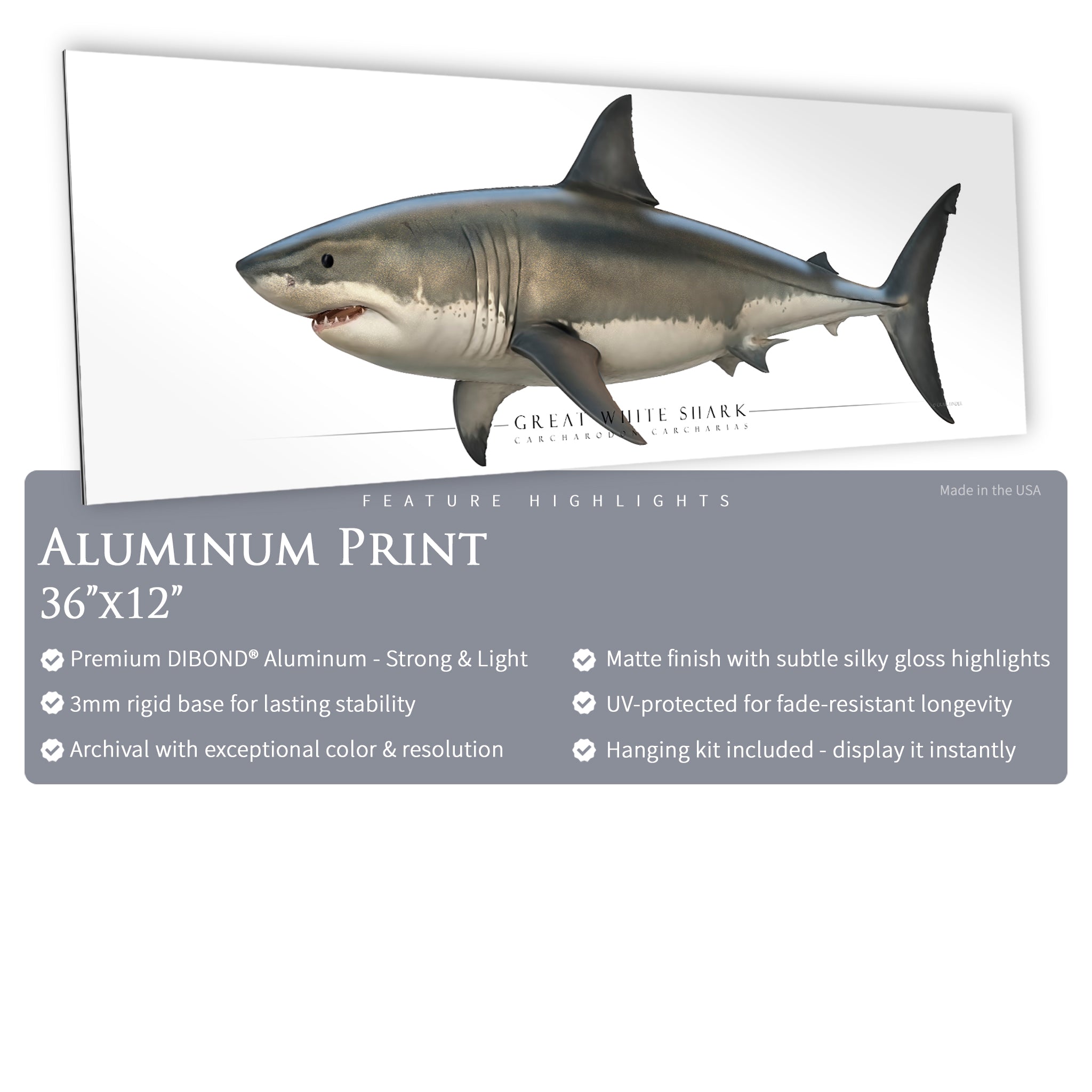 Great White Shark - Side View