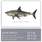 Great White Shark - Side View