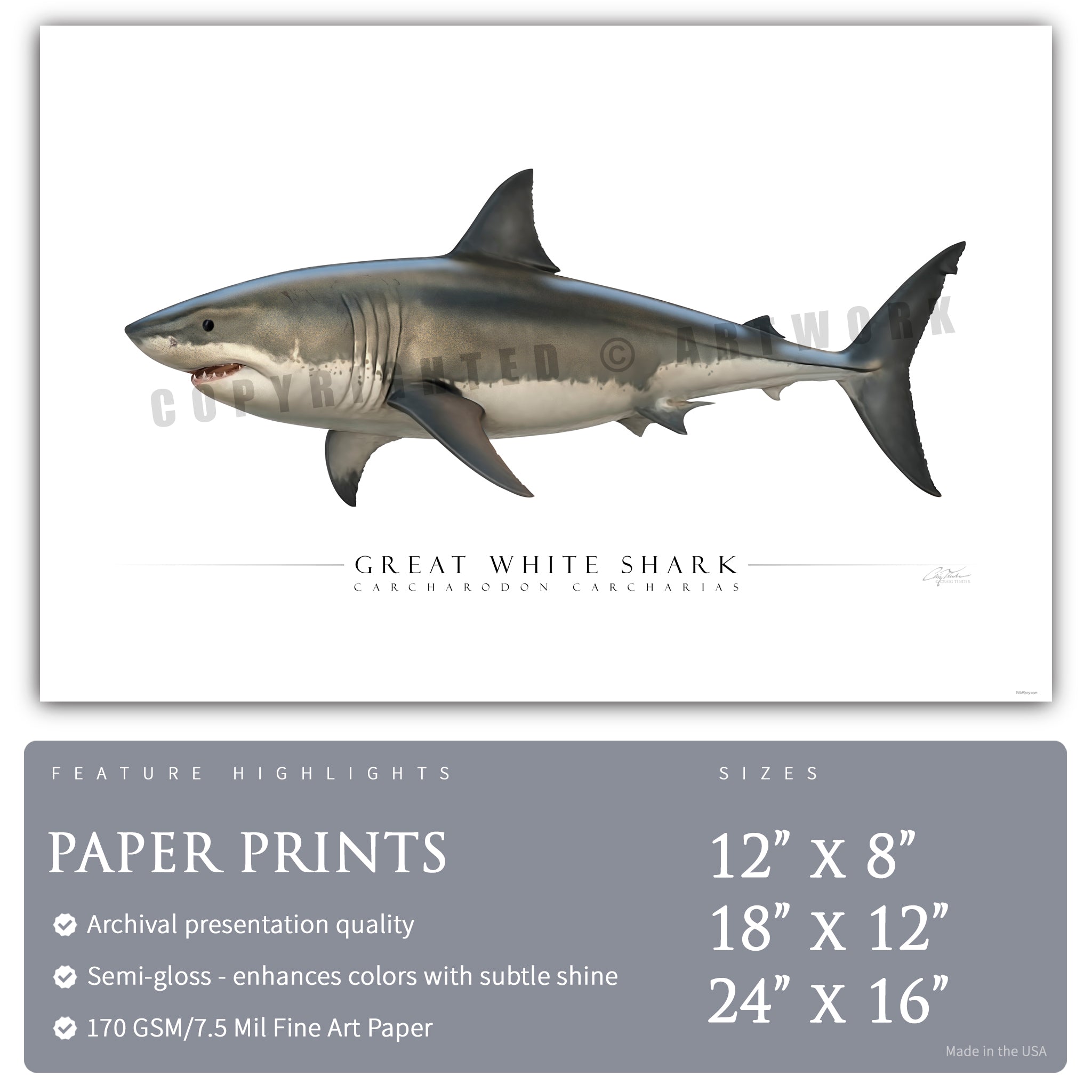 Great White Shark - Side View