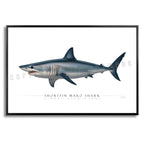 Shortfin Mako Shark - Side View