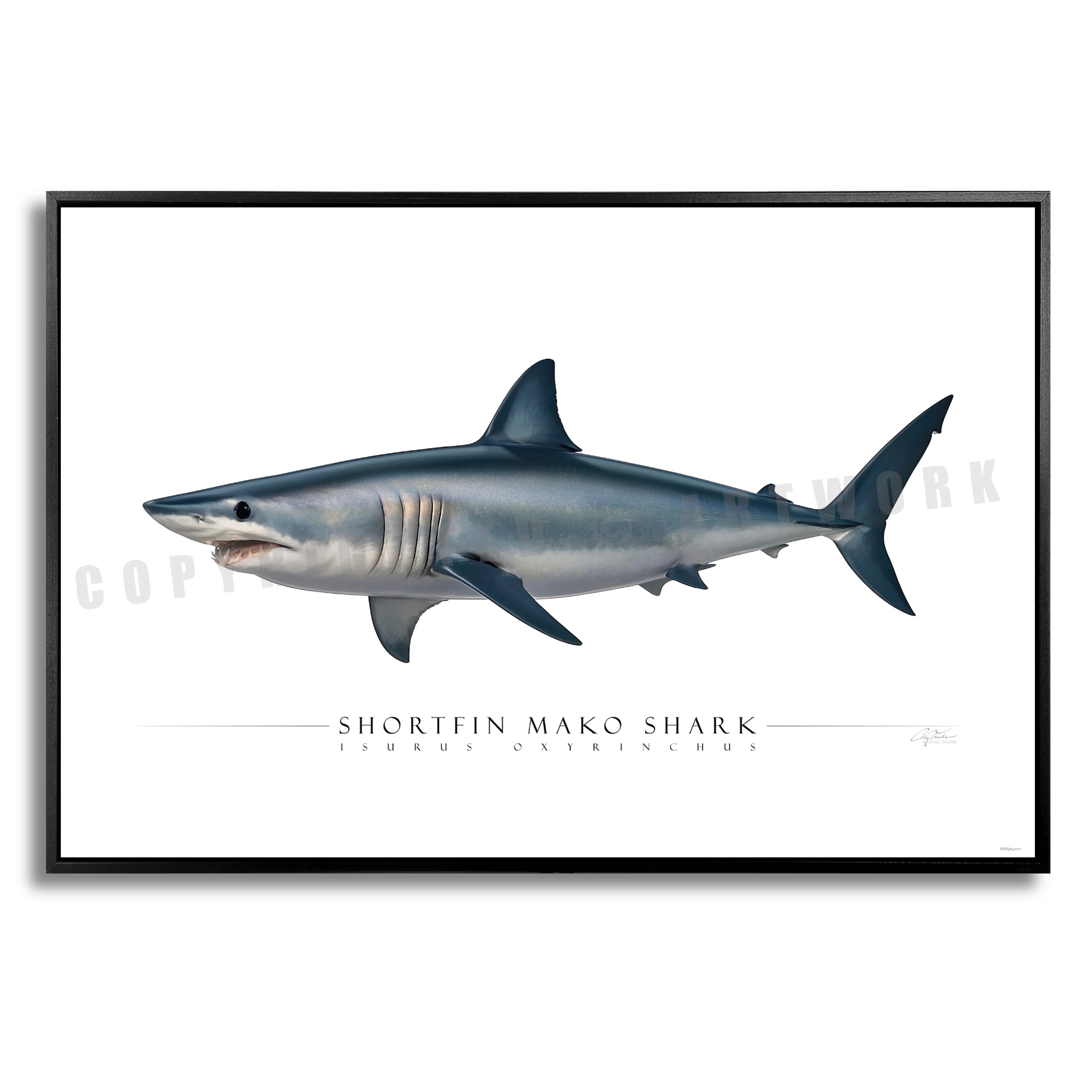 Shortfin Mako Shark - Side View