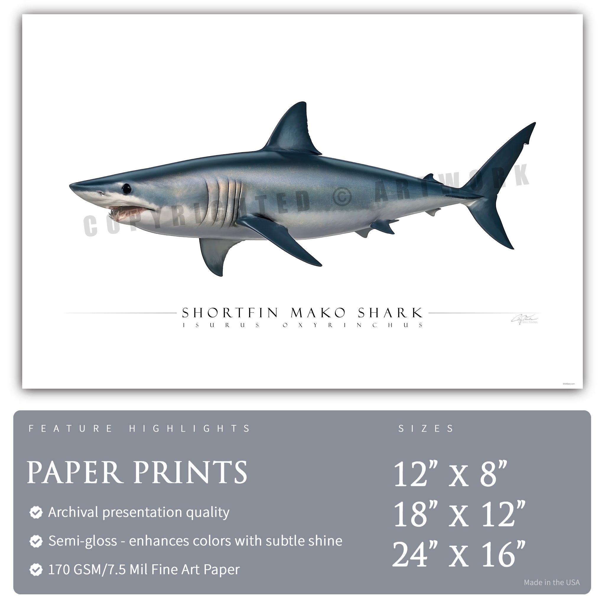 Shortfin Mako Shark - Side View