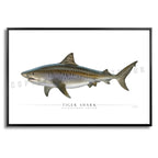 Tiger Shark - Side View