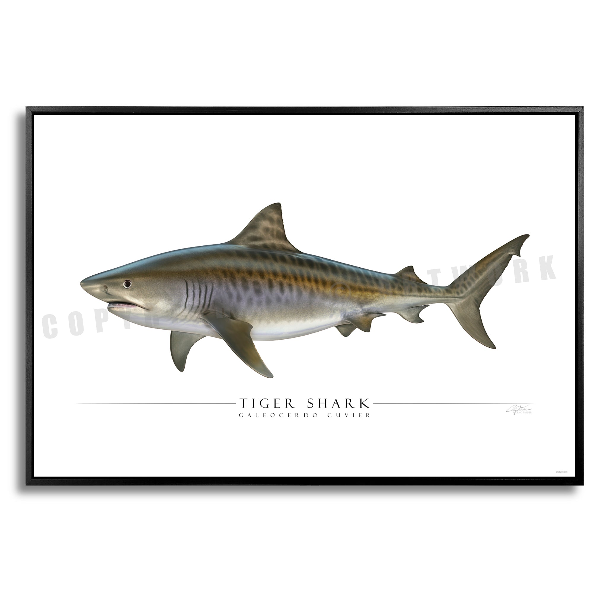 Tiger Shark - Side View