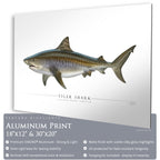 Tiger Shark - Side View