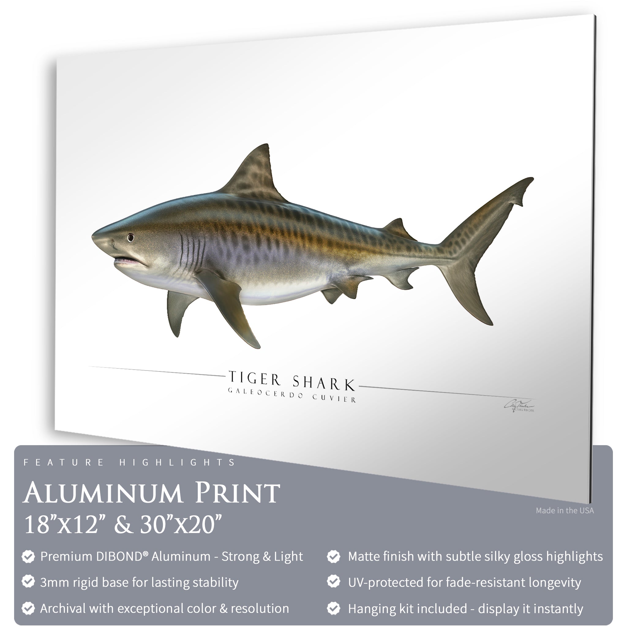 Tiger Shark - Side View