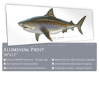 Tiger Shark - Side View