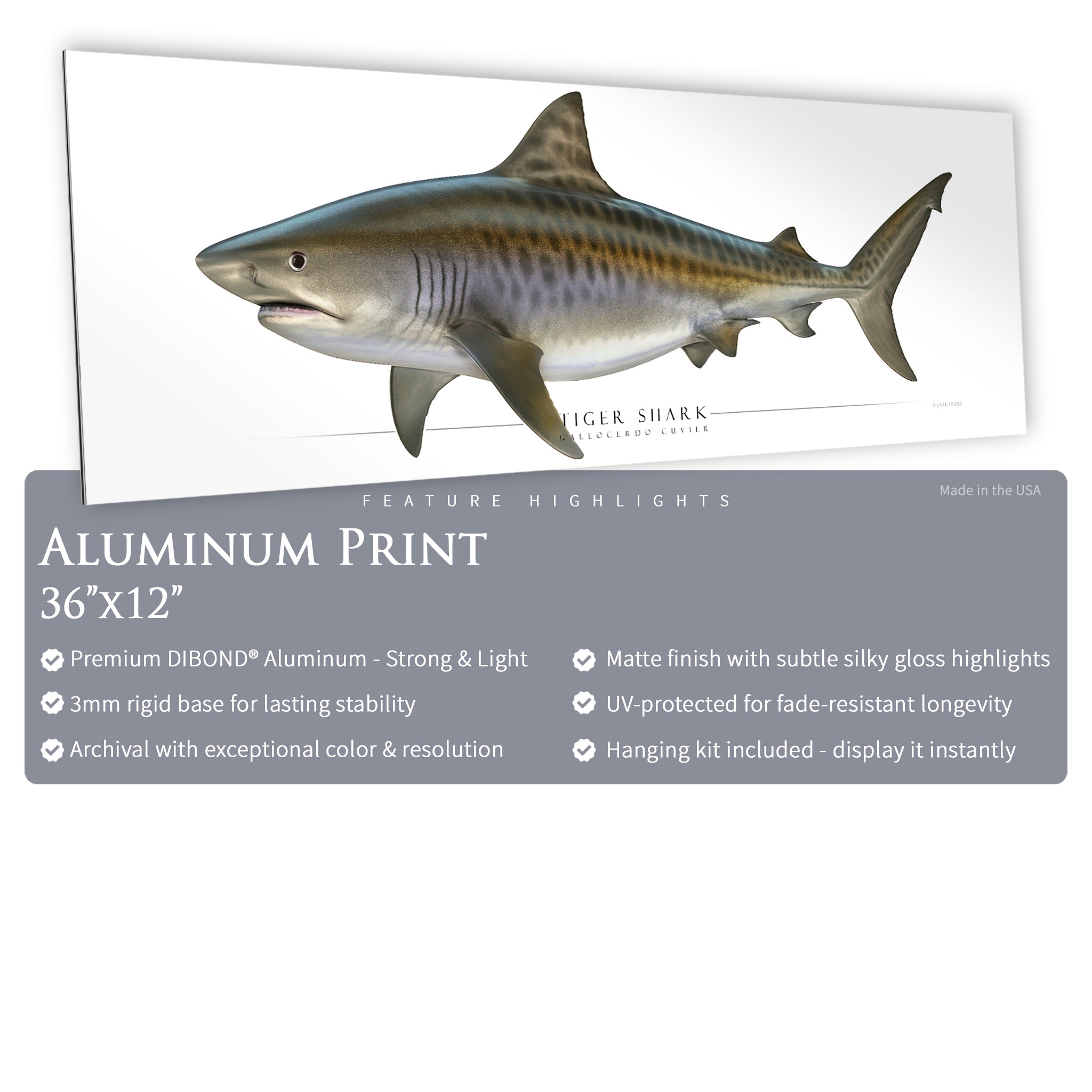 Tiger Shark - Side View