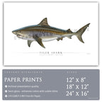 Tiger Shark - Side View