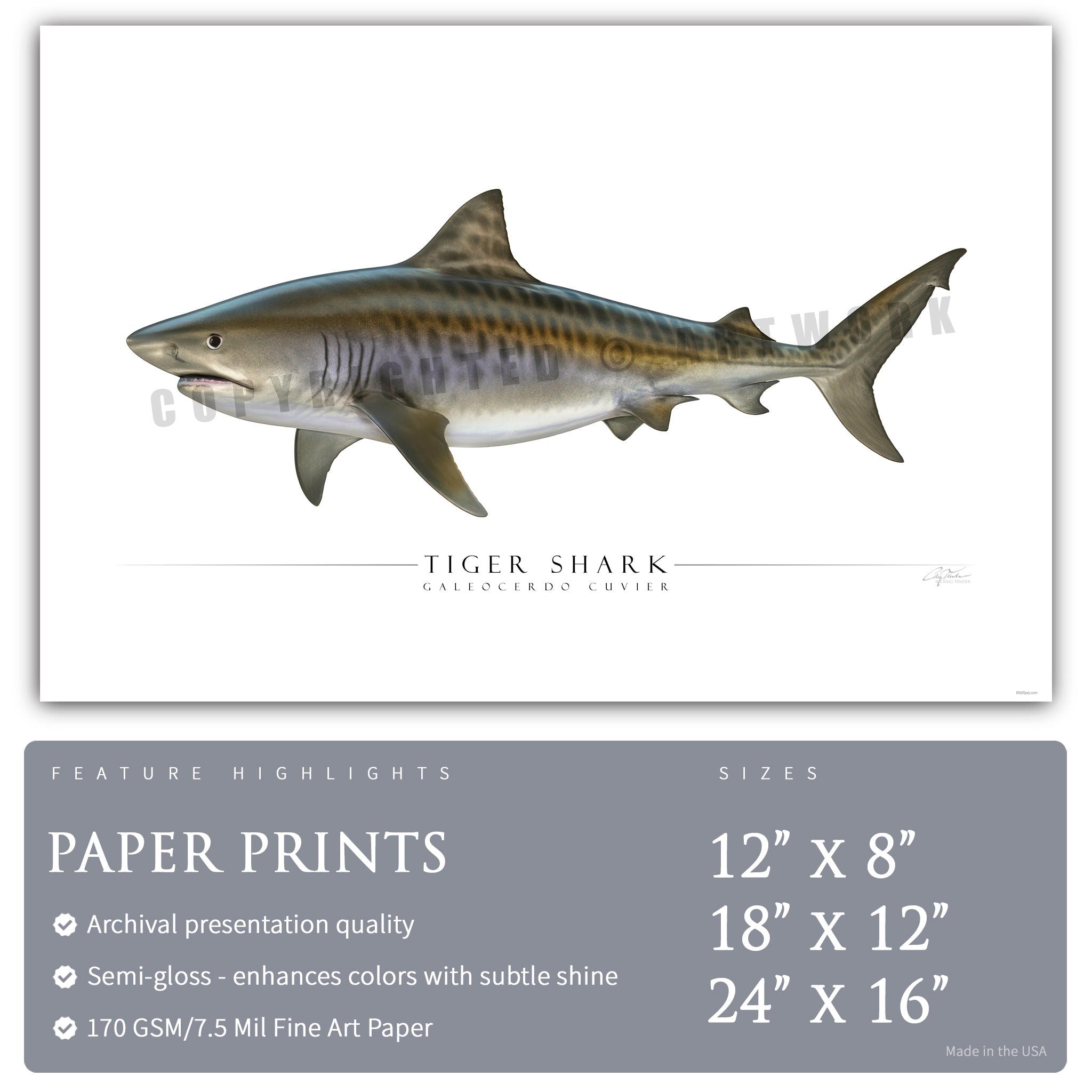 Tiger Shark - Side View