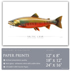 Arctic Char - Side View