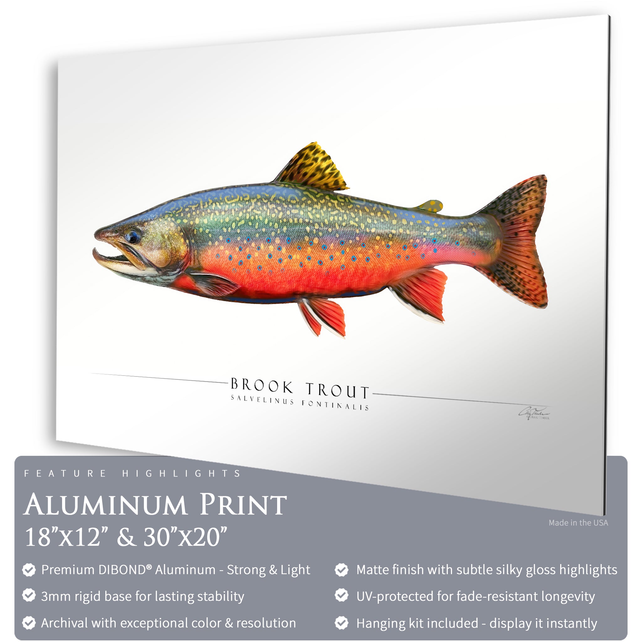 Brook Trout - Side View