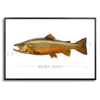 Brown Trout - Side View