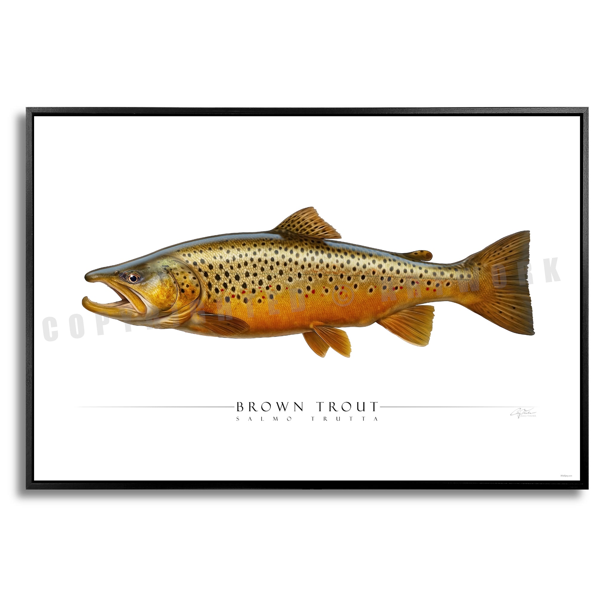 Brown Trout - Side View