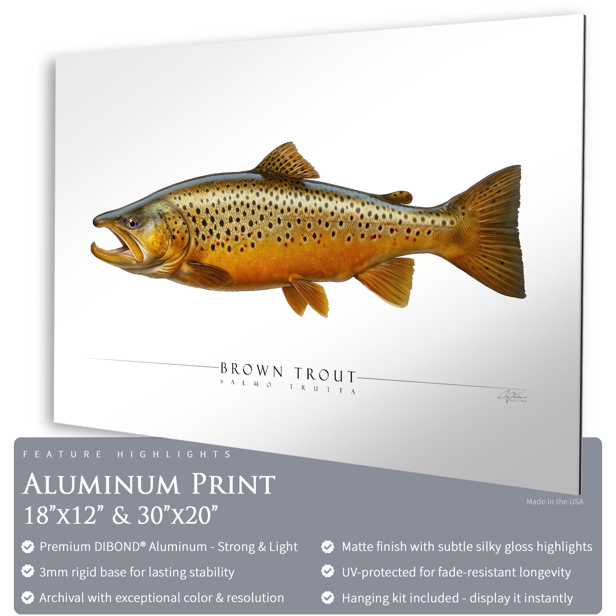 Brown Trout - Side View