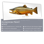 Brown Trout - Side View